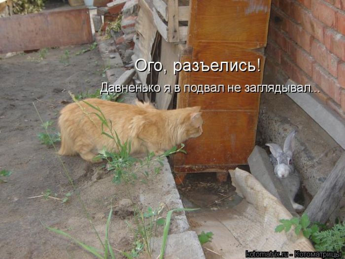 Лучшие котоматрицы недели