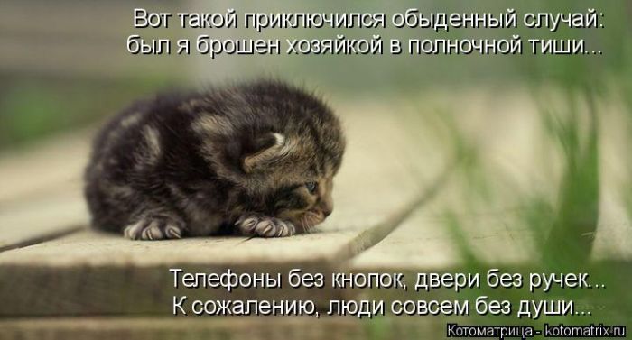 Лучшие котоматрицы недели