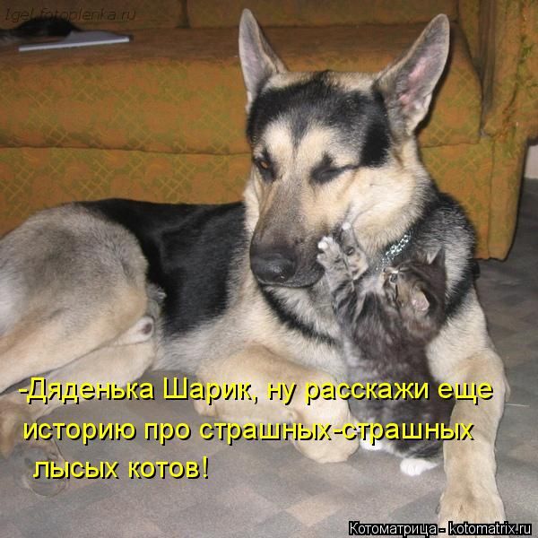 Лучшие котоматрицы недели