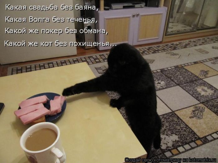 Лучшие котоматрицы недели