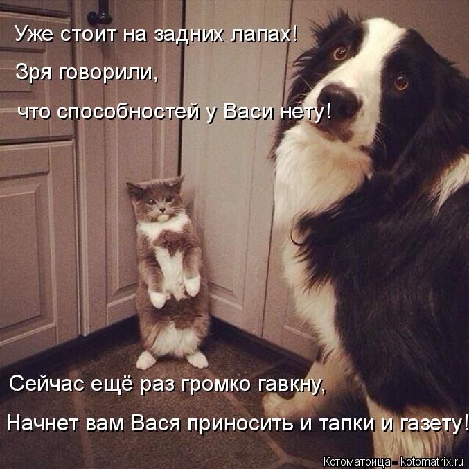 Лучшие котоматрицы недели