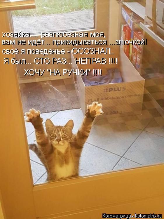Лучшие котоматрицы недели