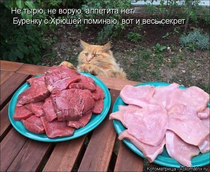 Лучшие котоматрицы недели
