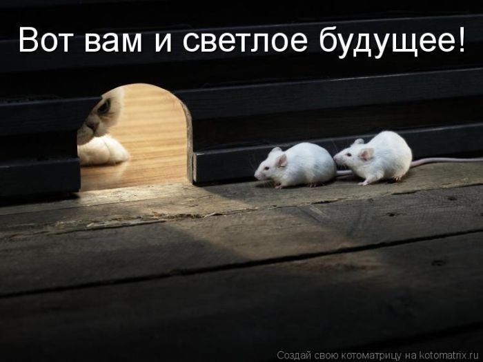 Лучшие котоматрицы недели