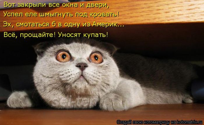 Лучшие котоматрицы недели