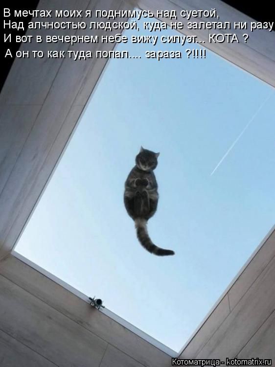 Лучшие котоматрицы недели