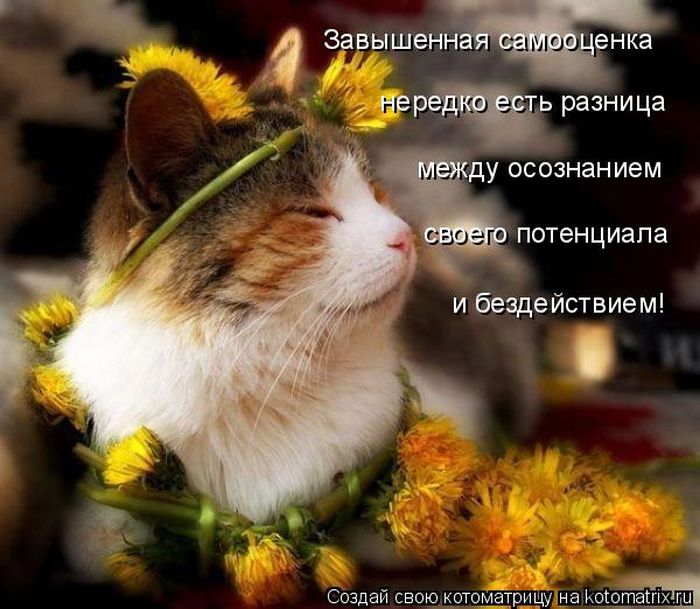 Лучшие котоматрицы недели