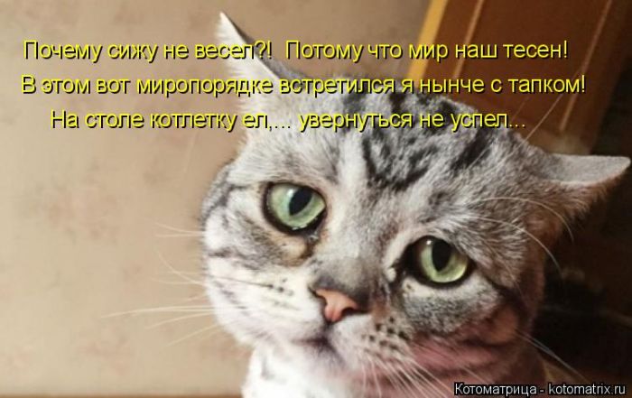 Лучшие котоматрицы недели