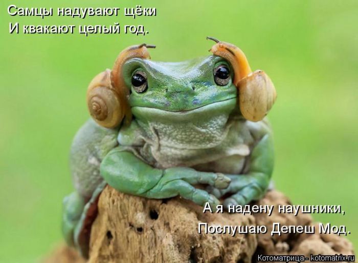 Лучшие котоматрицы недели