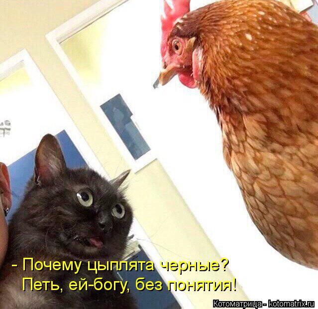 Лучшие котоматрицы недели