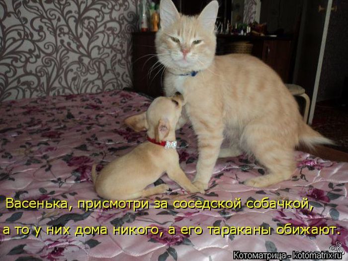 Лучшие котоматрицы недели
