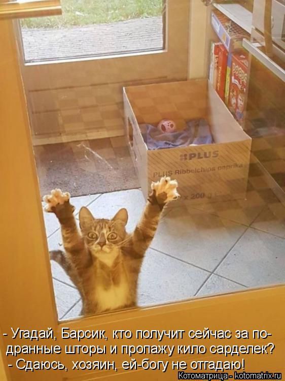 Лучшие котоматрицы недели