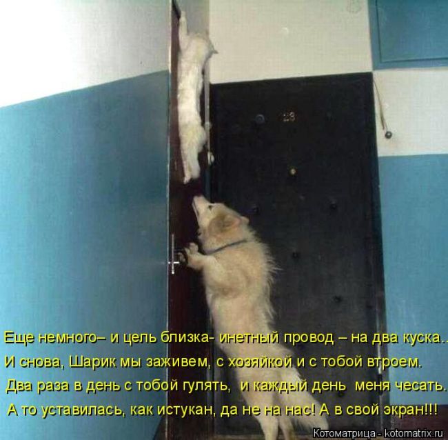 Лучшие котоматрицы недели