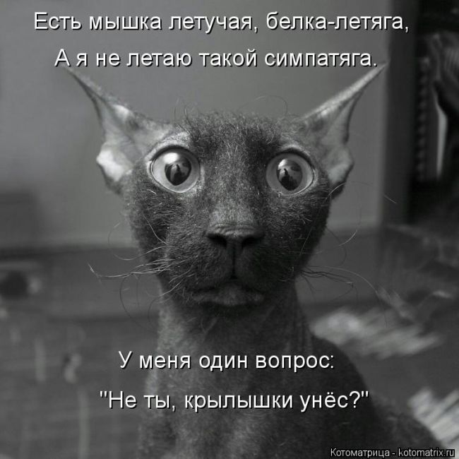 Лучшие котоматрицы недели