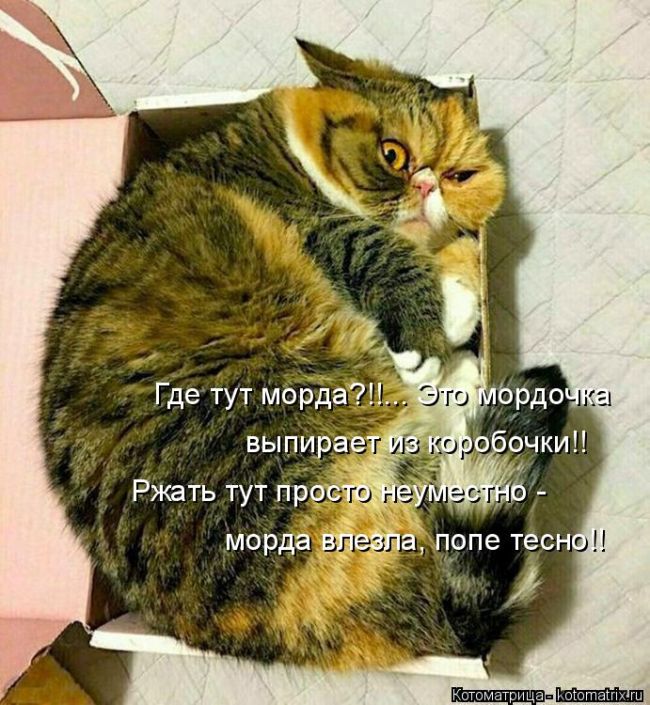 Лучшие котоматрицы недели