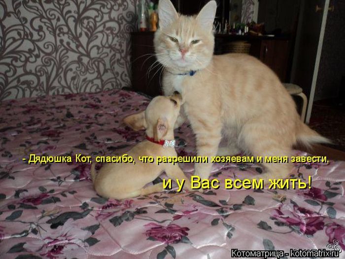 Лучшие котоматрицы недели