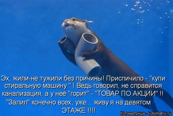 Лучшие котоматрицы недели