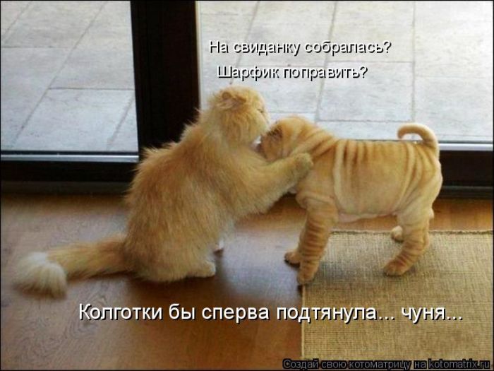 Лучшие котоматрицы недели