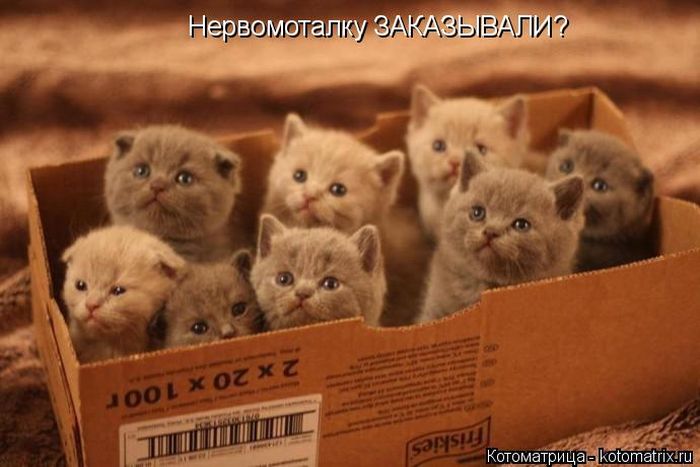 Лучшие котоматрицы недели