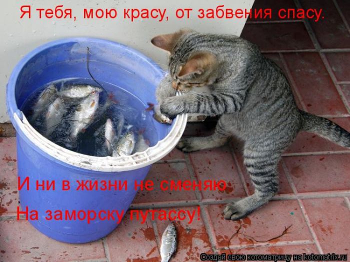 Лучшие котоматрицы недели