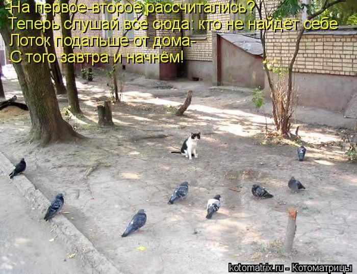 Лучшие котоматрицы недели