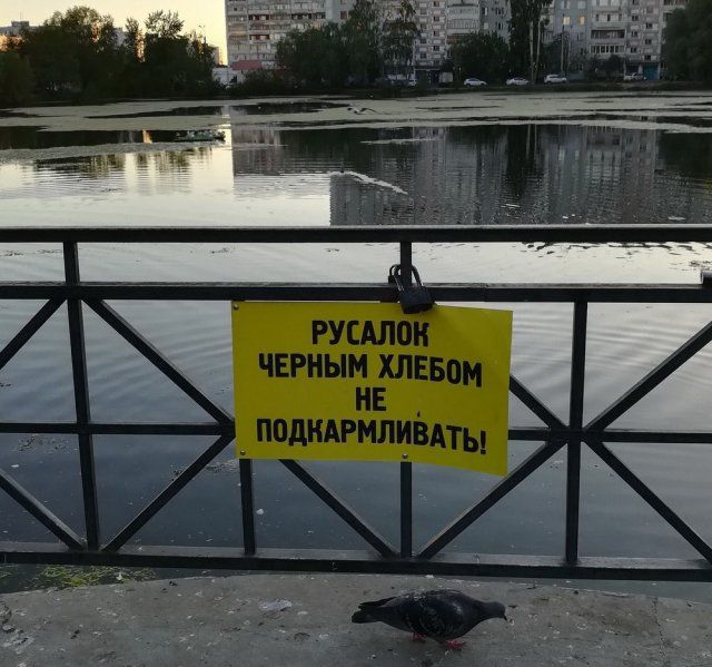 Забавные снимки с наших просторов