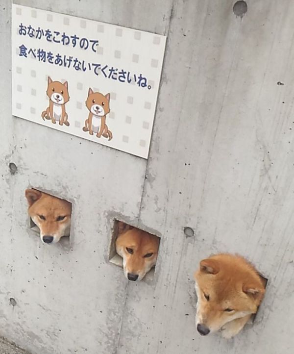 Любопытные собаки