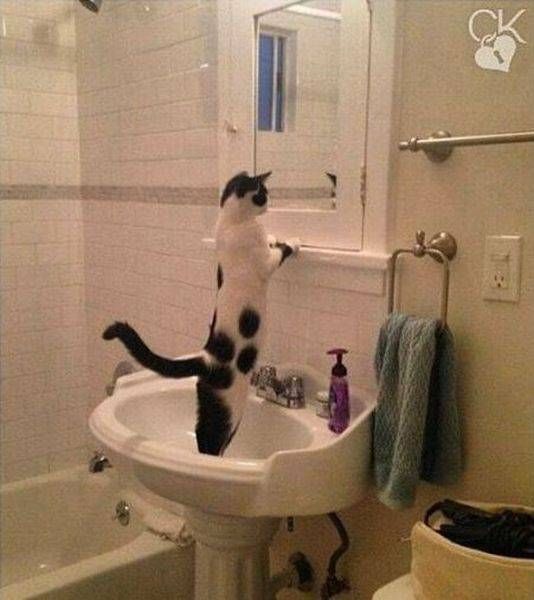 Прикольные картинки