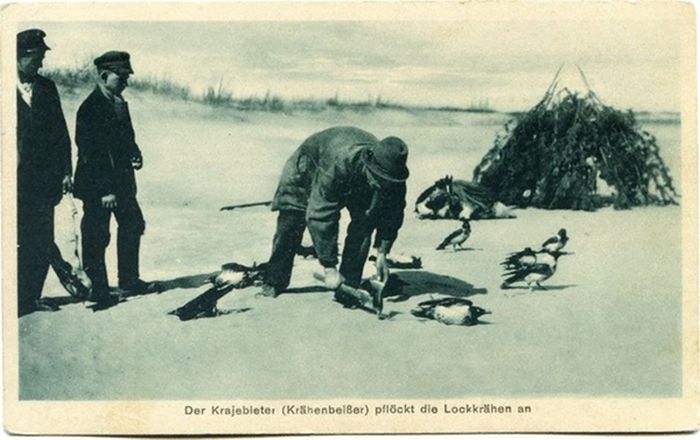 Как ловили ворон на Куршской косе