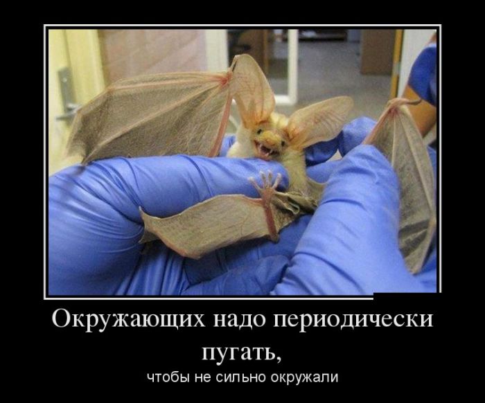 Демотиваторы