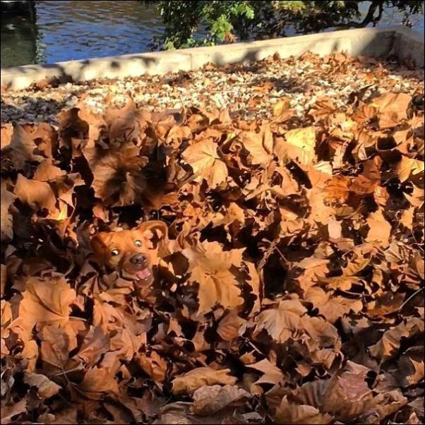 Фото, которые требуют внимательности