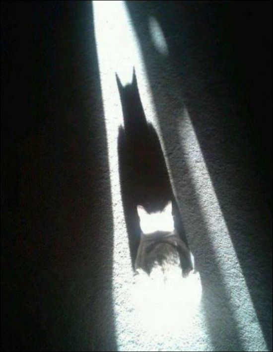 Фото, которые требуют внимательности
