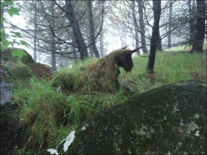 Фото, которые требуют внимательности