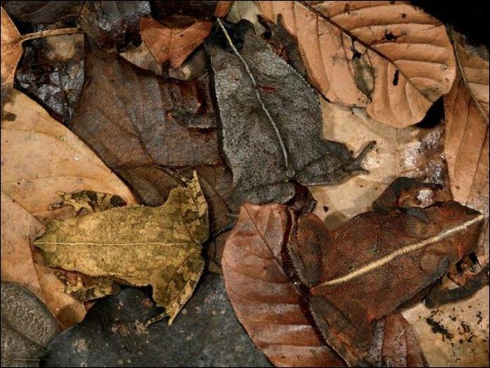 Фото, которые требуют внимательности