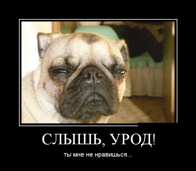 Демотиваторы