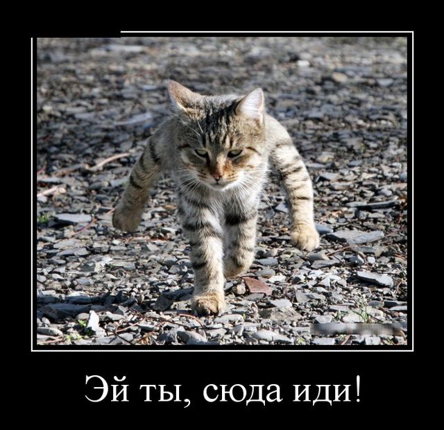 Демотиваторы