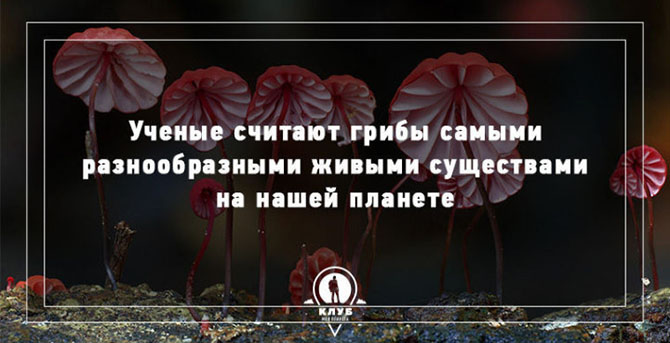 Интересные факты о грибах