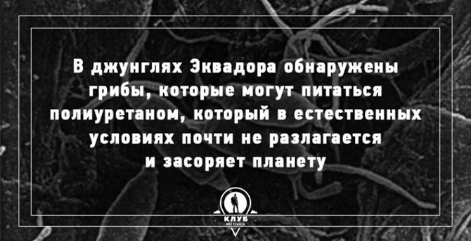 Интересные факты о грибах