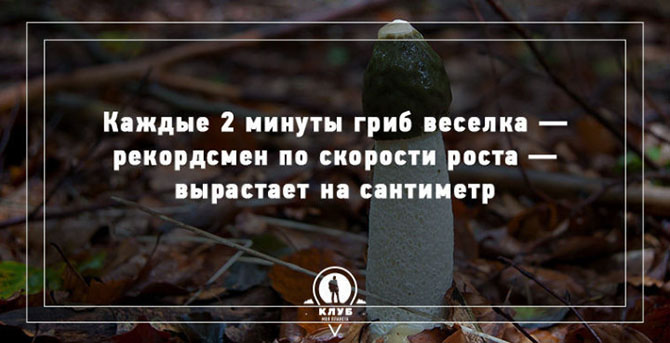 Интересные факты о грибах