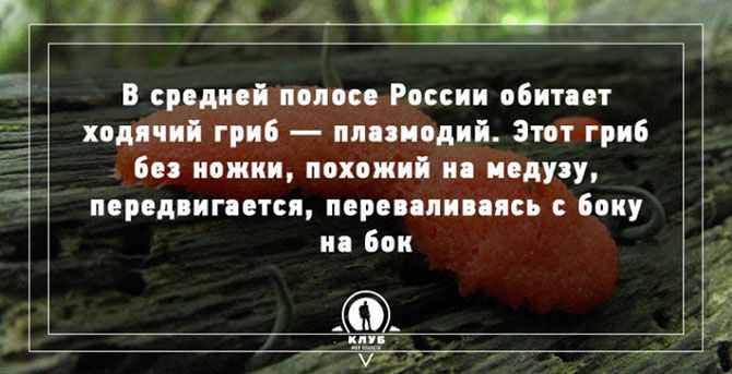 Интересные факты о грибах