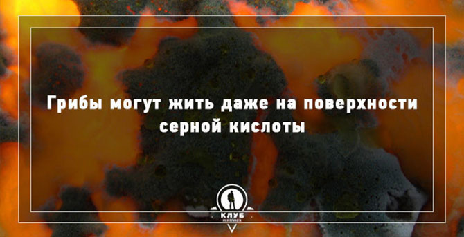 Интересные факты о грибах