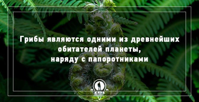 Интересные факты о грибах