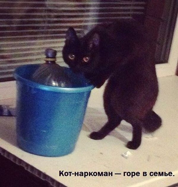 Порция картинок