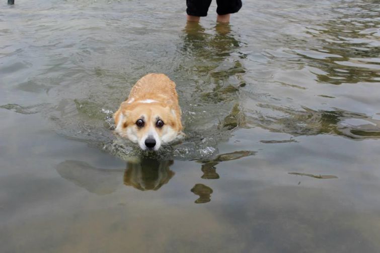 14 смешных собак, которые очень боятся воды