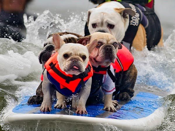 14 смешных собак, которые очень боятся воды