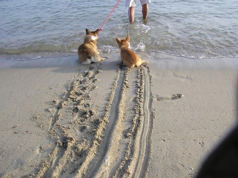 14 смешных собак, которые очень боятся воды