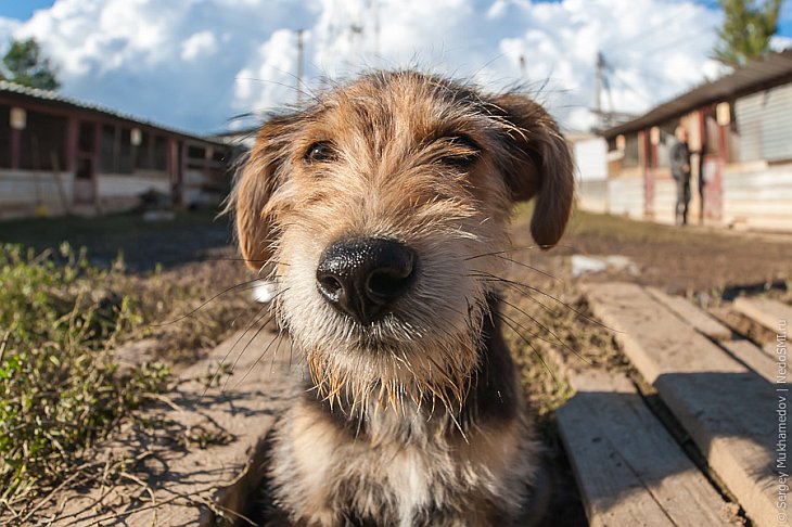 Собачий приют бывшего кинолога