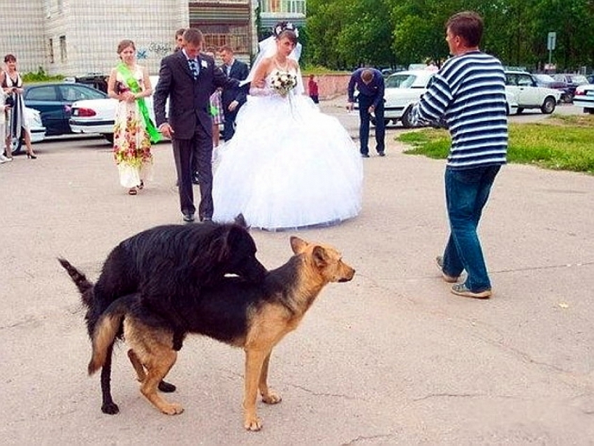 Ах эта свадьба, свадьба (25 фото)