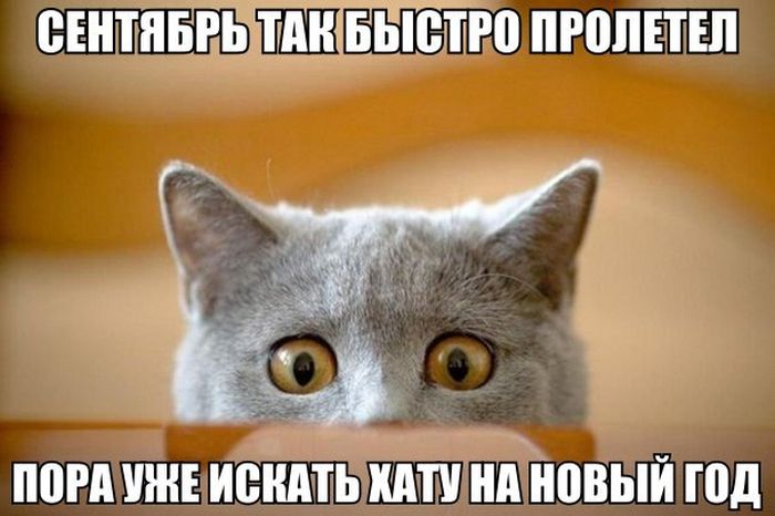 Порция картинок