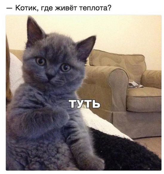 Прикольные картинки